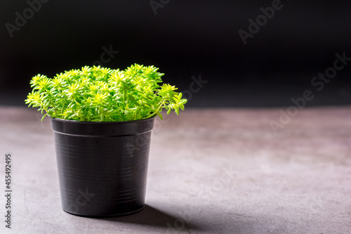 Gold moss sedum glowing in a black plastic flower pot on black background with copy space. A small tree in a home.