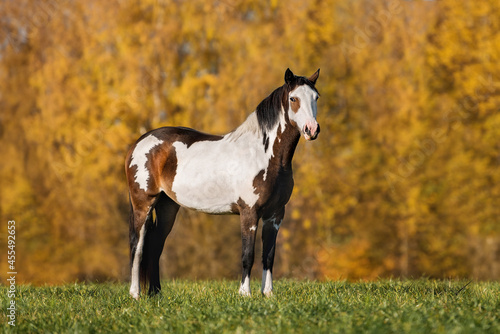Paint horse standing on the field in autumn