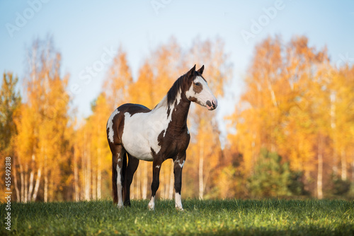 Paint horse standing on the field with background of autumn landscape