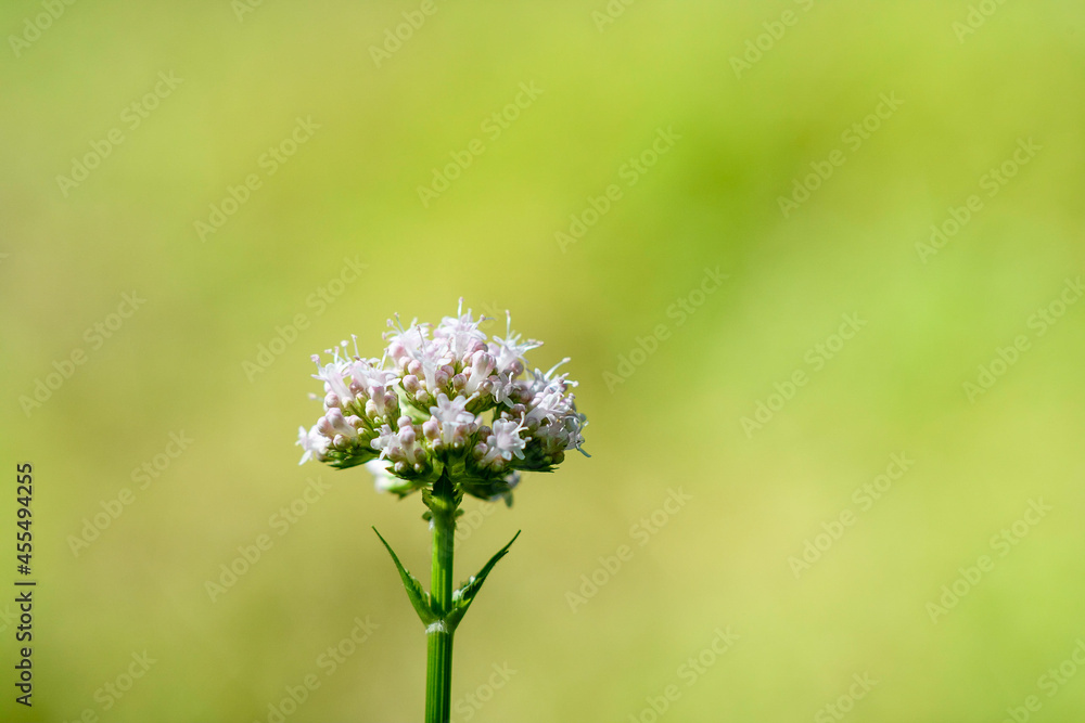 flowers of a thistle