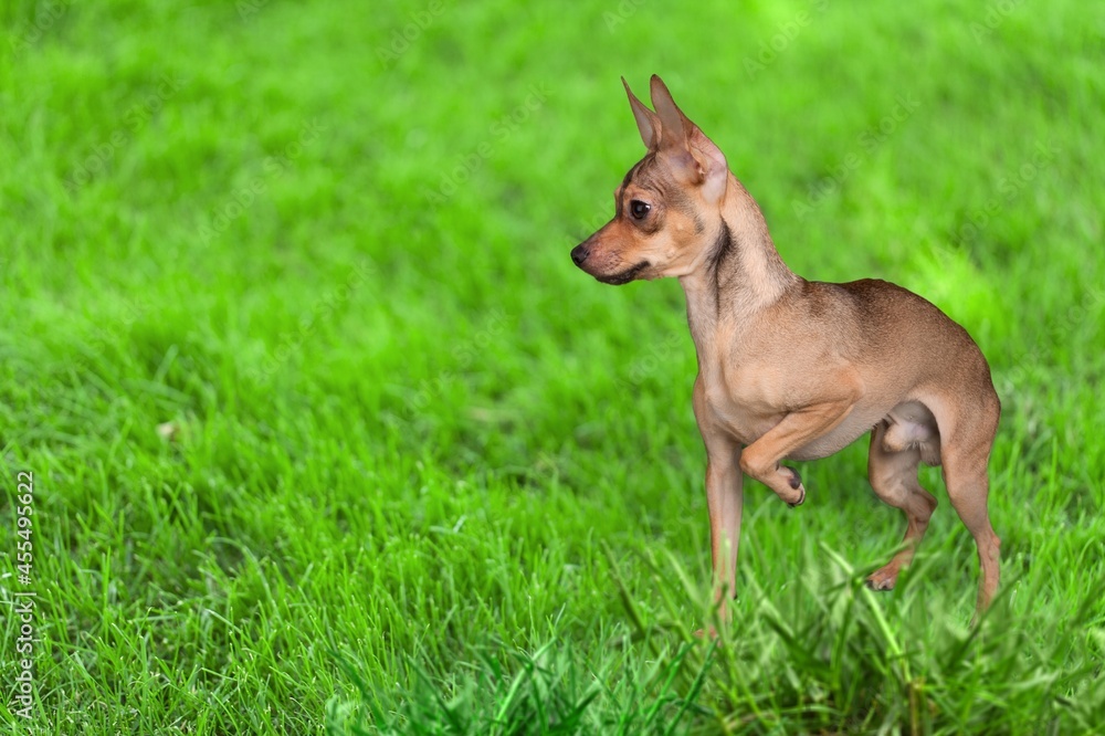 Funny cute puppy running among the green grass against the background Funny cute puppy running among the green grass against the background
