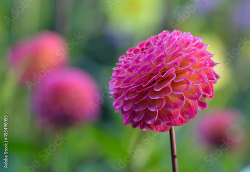 Dahlia