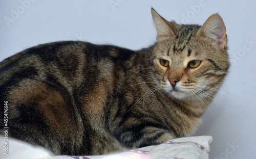 european shorthair cat on a light background