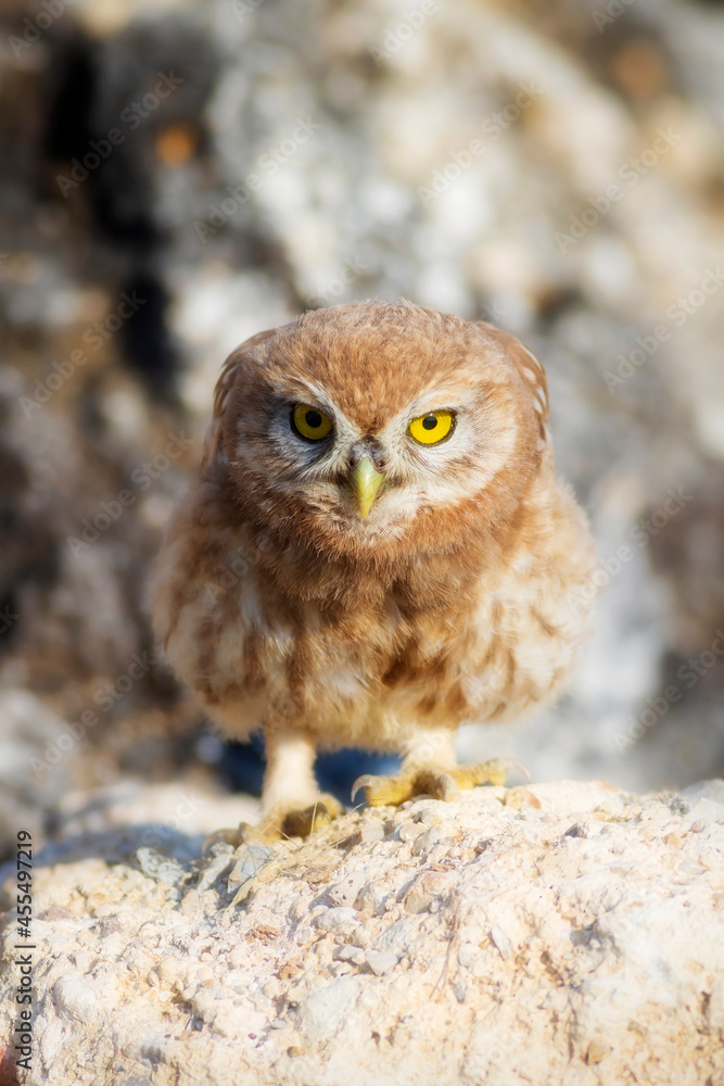 Little owl. Colorful nature background. Athene noctua. Little owl. Colorful nature background. Athene noctua.
