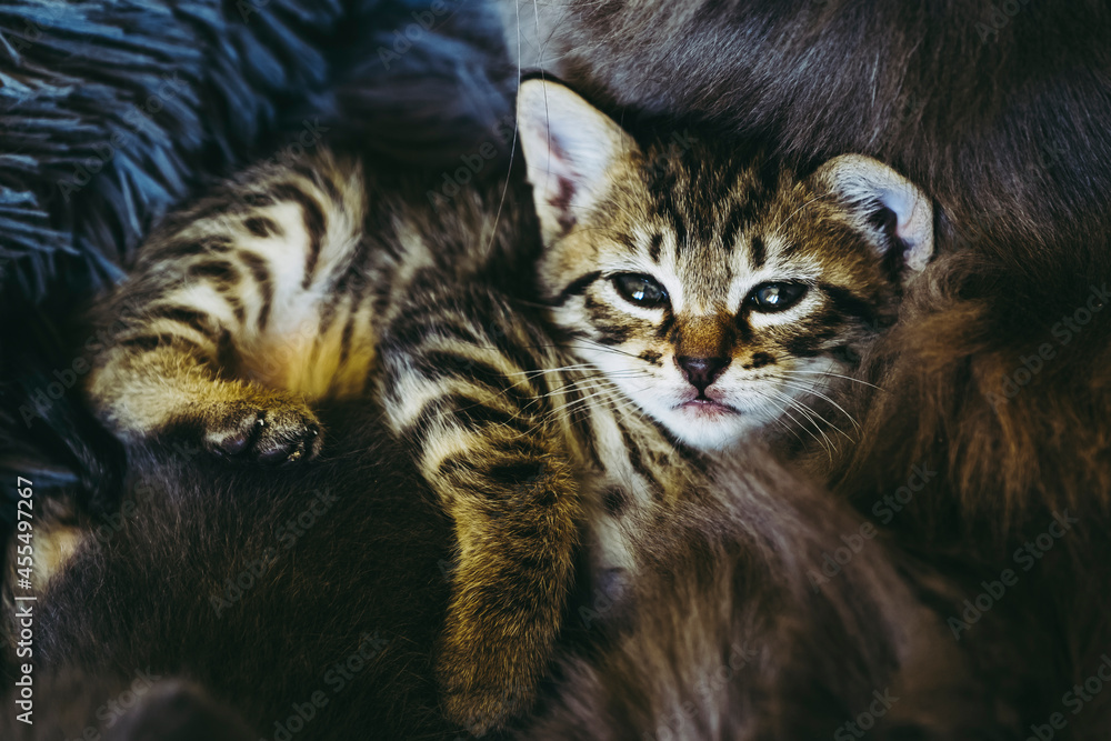 Portrait d'un adorable chaton tigré couché sur un coussin à la maison Portrait d'un adorable chaton tigré couché sur un coussin à la maison