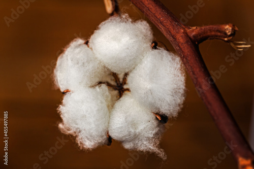 White flower of natural cotton