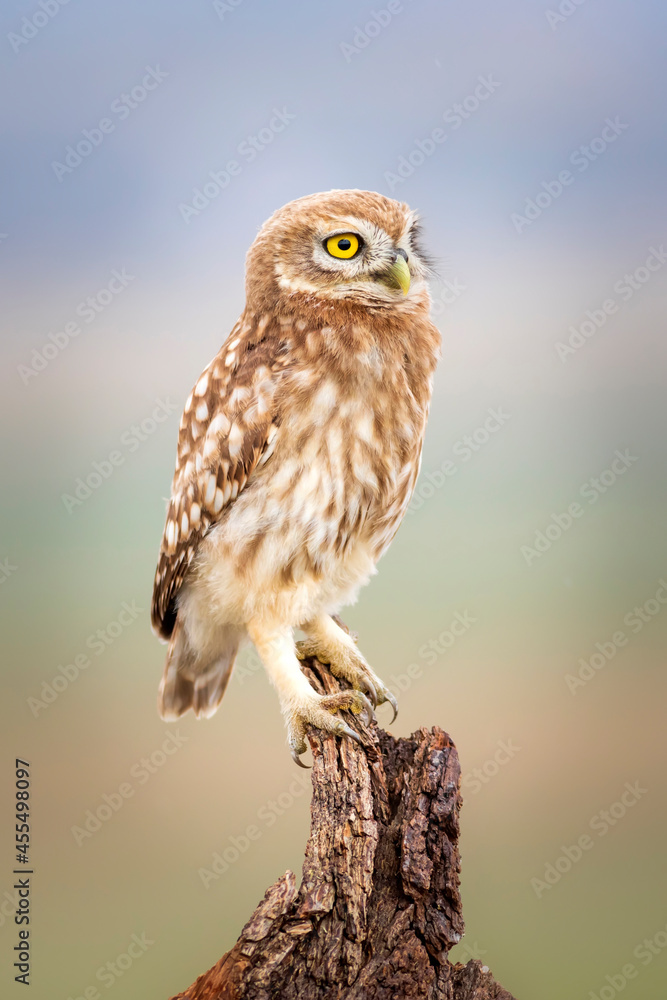Owl. Colorful nature background. Bird: Little owl. Athene noctua. Owl. Colorful nature background. Bird: Little owl. Athene noctua.