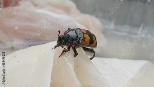 Mites on burying beetle.  Video footage of a beetle gathering food from white surface with parasites on it. photo