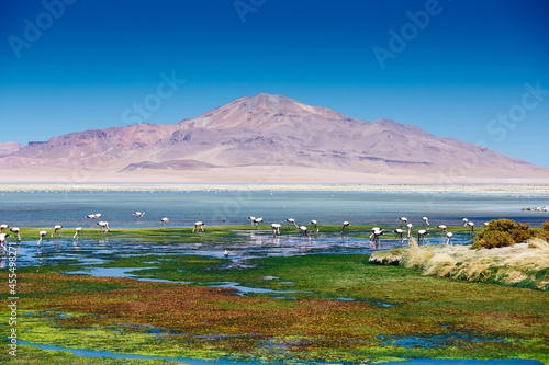 Pink flamingo with volcano landscape in Atacama Desert in Chile, South America