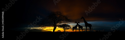 Panorama silhouette Animal with Giraffe family and tree in africa with sunset.Tree silhouetted against a setting sun.Typical african sunset with acacia trees in Kenya.Dark background concept.