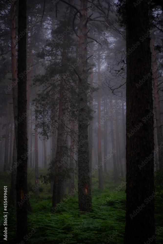 Fototapeta premium fog in the forest