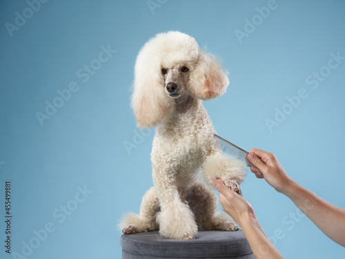 poodle hairstyle. The girl is combing the dog. Pet grooming. Animal on a blue background © annaav