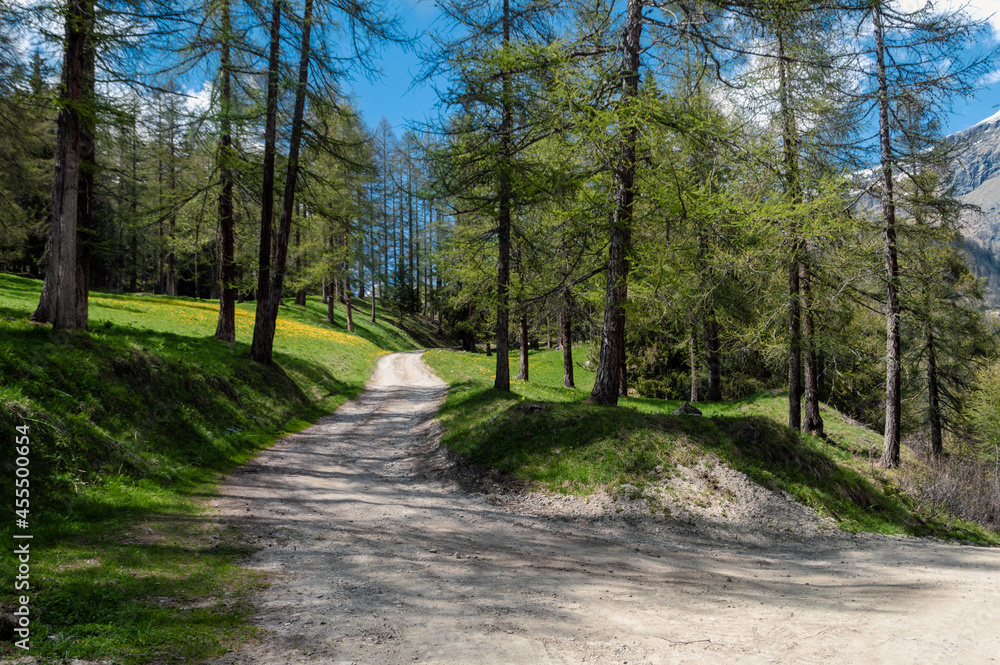 Hiking in the shade of the trees along the Ru Courtaud a wonderful route in Valle D'Aosta at the foot of monte rosa Hiking in the shade of the trees along the Ru Courtaud a wonderful route in Valle D'Aosta at the foot of monte rosa
