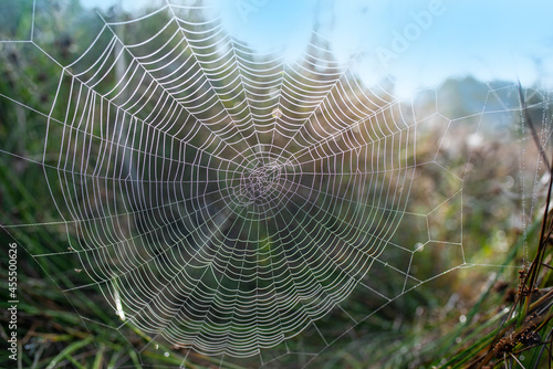 dew drop texture on spider mesh on green background
