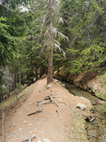 Hiking in the shade of the trees along the Ru Courtaud a wonderful route in Valle D'Aosta at the foot of monte rosa photo