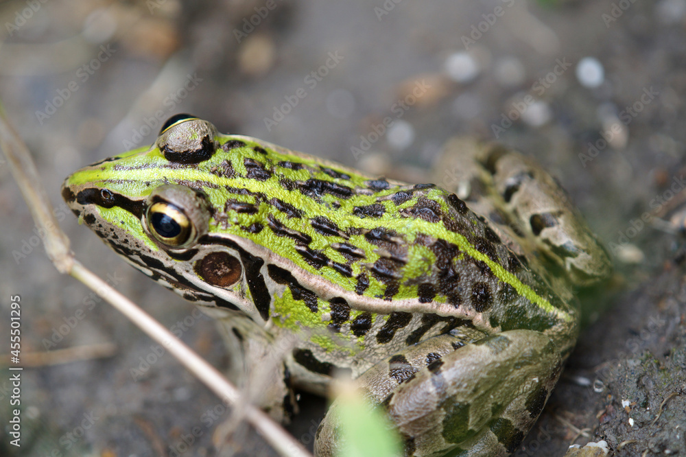 畑で見つけたトノサマガエル 9月 畑で見つけたトノサマガエル 9月