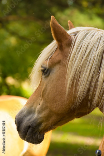 head of a brown horse with a white mane on a background of green nature