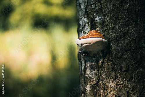 Fototapeta Naklejka Na Ścianę i Meble -  huba na brzozie