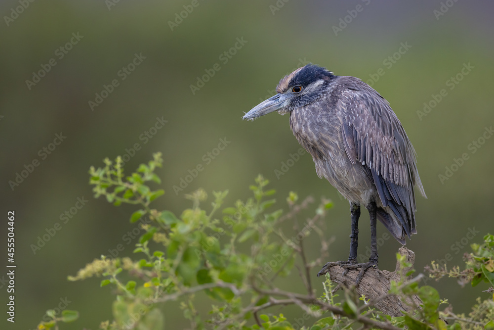 custom made wallpaper toronto digitalKrabbenreiher (Yellow-crowned night heron)
Puereto Lopez, Ecuador