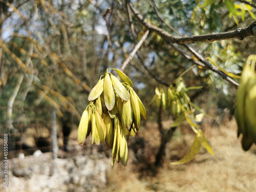 Closeup of Fraxinus excelsior, European ash. Selected focus. Guadalix de la Sierra, Spain. photo