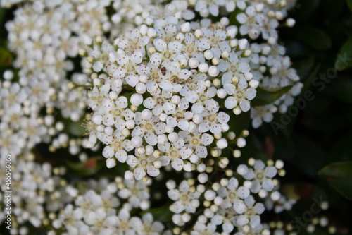 Selective focus shot of blooming white Pyracantha flowers in the garden photo