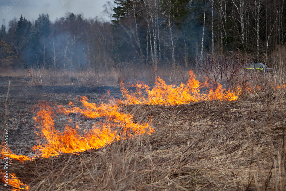 Dry grass is burning. Fire in the field in spring.