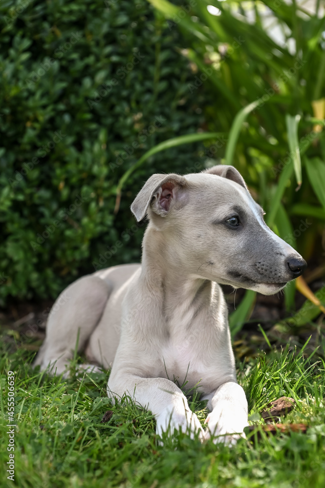 chien chiot Whippet jeune animal compagnie chien chiot Whippet jeune animal compagnie