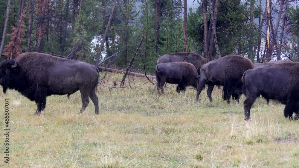 Wyoming Yellowstone National Park A close up herd of buffalo grazing near the road in the rain Wyoming Yellowstone National Park A close up herd of buffalo grazing near the road in the rain