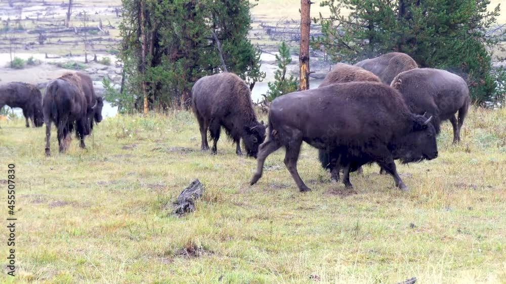 Wyoming Yellowstone National Park A close up of buffalo grazing near the road in the rain. Wyoming Yellowstone National Park A close up of buffalo grazing near the road in the rain.