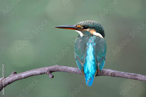Common kingfisher (Alcedo atthis) tiny blue to green bird with strong beaks lonely perching on wooden branch