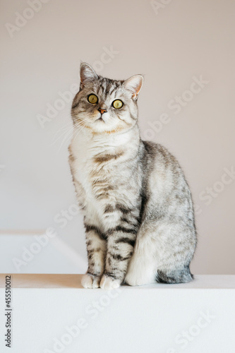Portrait of tabby cat at home sitting on white background