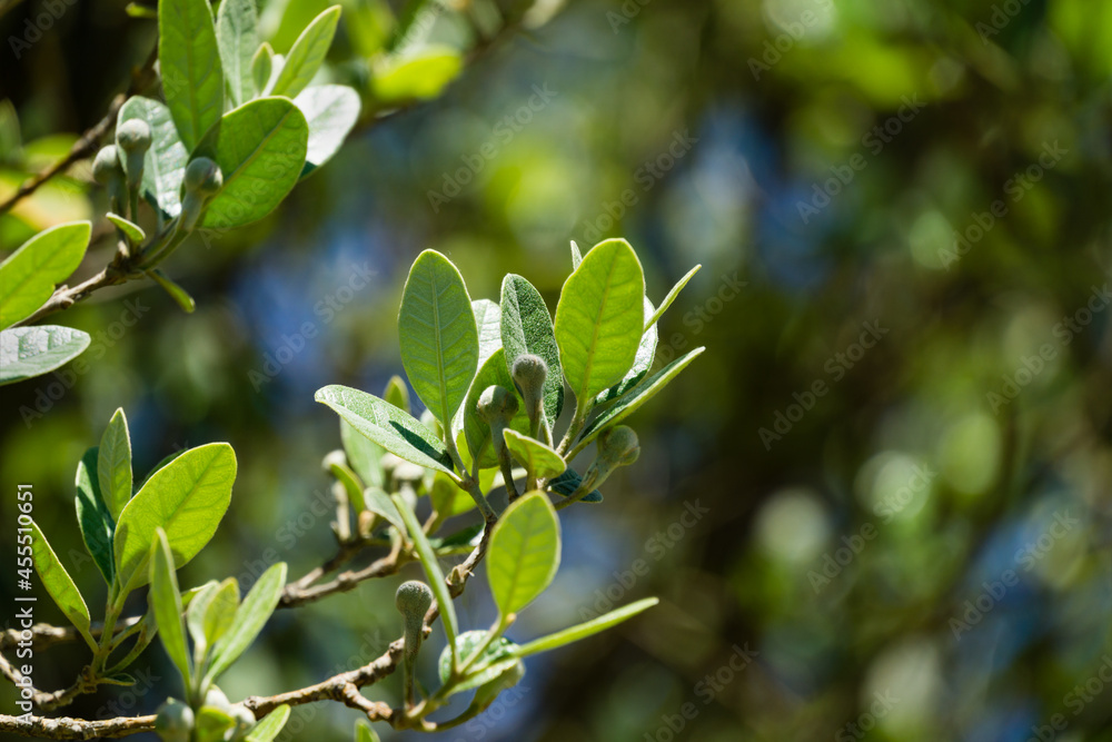 Feijoa sellowiana (Acca Sellowiana) with evergreen leaves and green fruit in spring Arboretum Park Southern Cultures in Sirius (Adler) Sochi. Selective close-up of feijoa fruit with copy space