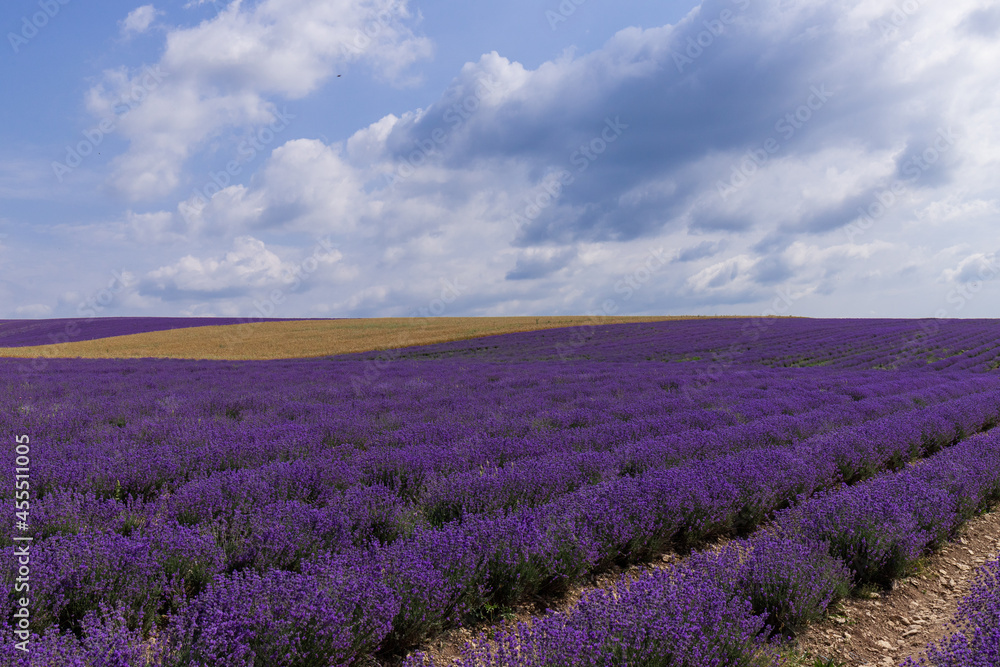 Blooming lavender in the summer. lavender blooming scented flowers. Blooming lavender in the summer. lavender blooming scented flowers.