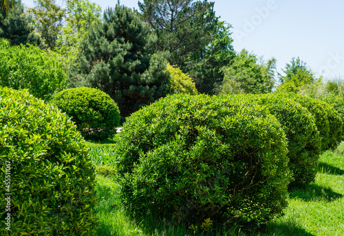 Sheared evergreens in ball Euonymus japonicus Ovatus Aureus (evergreen spindle or Japanese spindle) in Arboretum Park Southern Cultures in Sirius (Adler) Sochi.