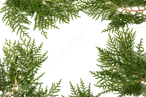 Fresh cypress branch isolated on white background.