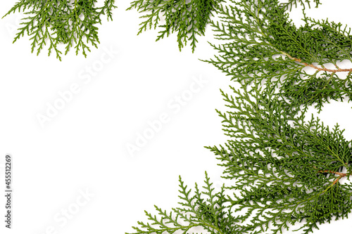 Fresh cypress branch isolated on white background.