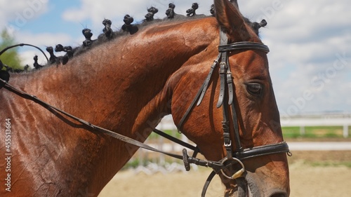 focus on the right side of the horse's head with a braided mane. High-quality photo © CameraCraft