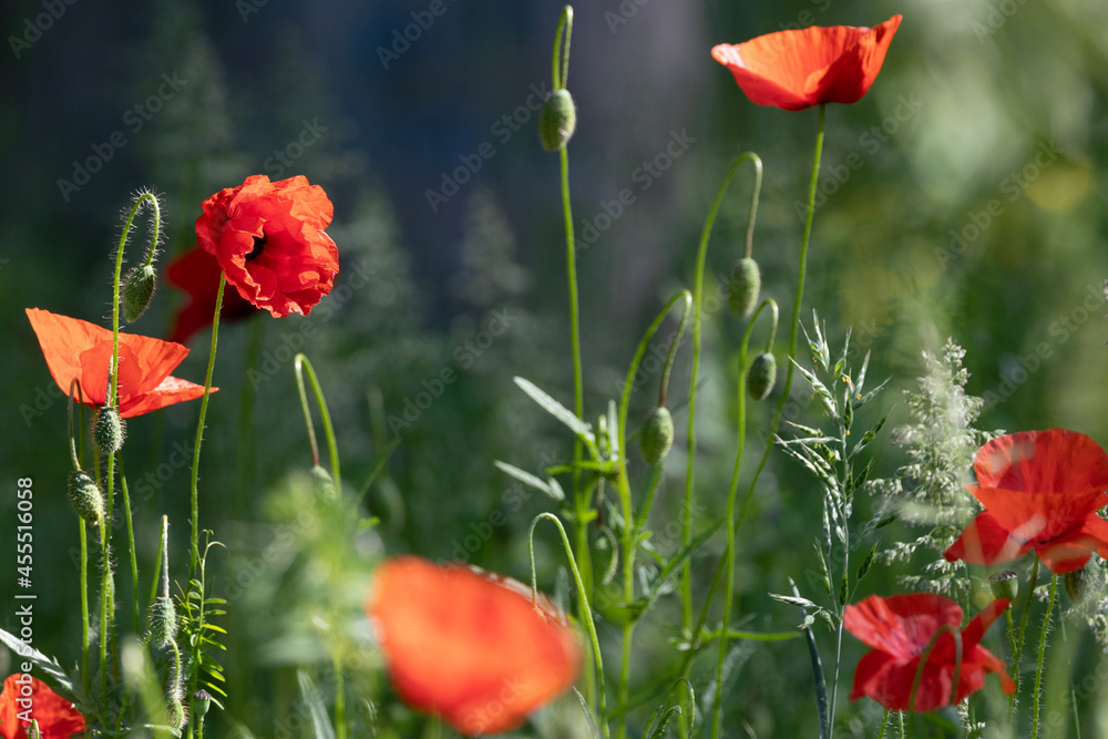 Obraz premium Klaproos