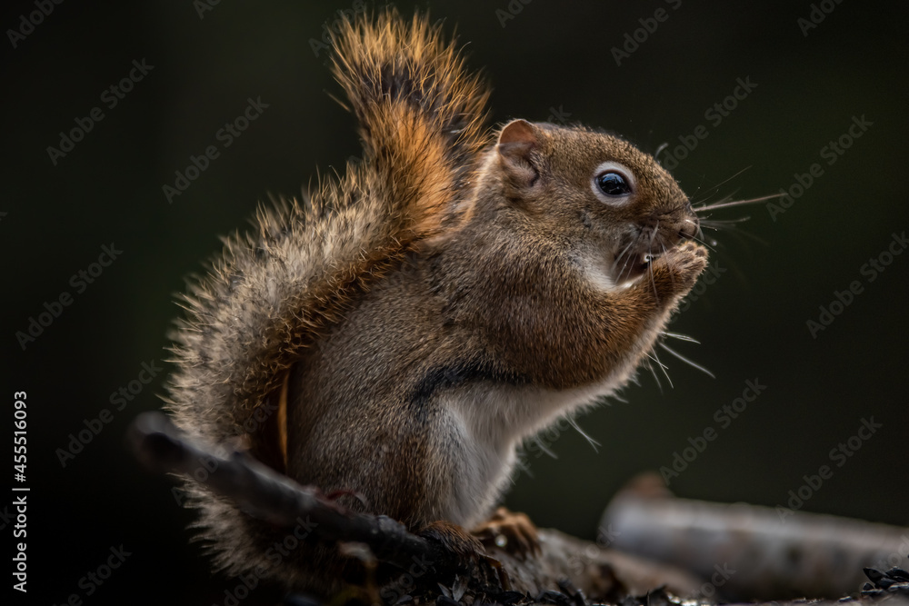 Obraz premium squirrel in the forest