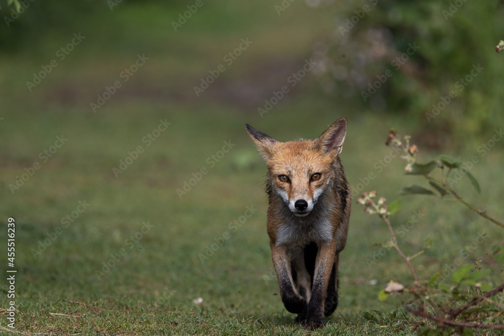Fototapeta premium red fox vulpes
