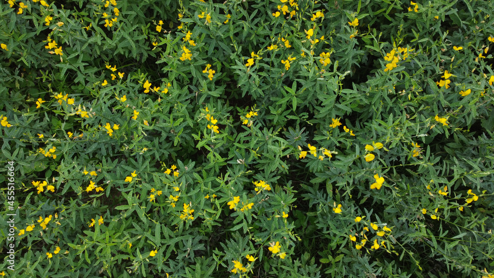 Top view growing plantation with yellow flowers in the field by drone