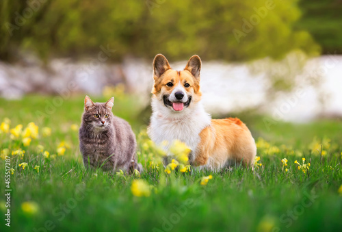 cute dog and cat walking on a sunny summer day on green grass © nataba