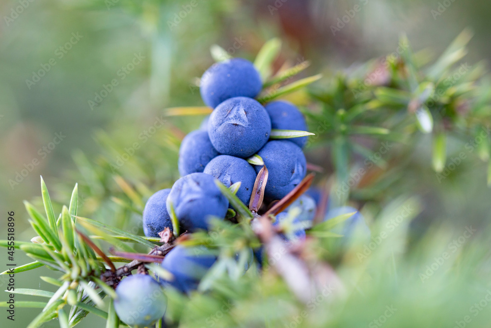 Juniperus communis, the common juniper, is a species of small tree or shrub in the cypress family Cupressaceae. Juniperus communis branch with fresh blue cones. Juniperus communis, the common juniper, is a species of small tree or shrub in the cypress family Cupressaceae. Juniperus communis branch with fresh blue cones.