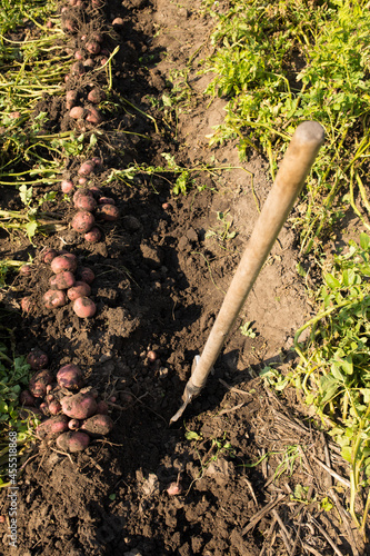 Harvesting potato manualy. Gardening season. growing potato at home. photo