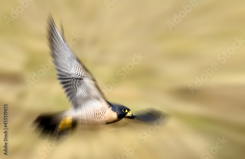 Fastest animal on earth - peregrine falcon (Falco peregrinus)