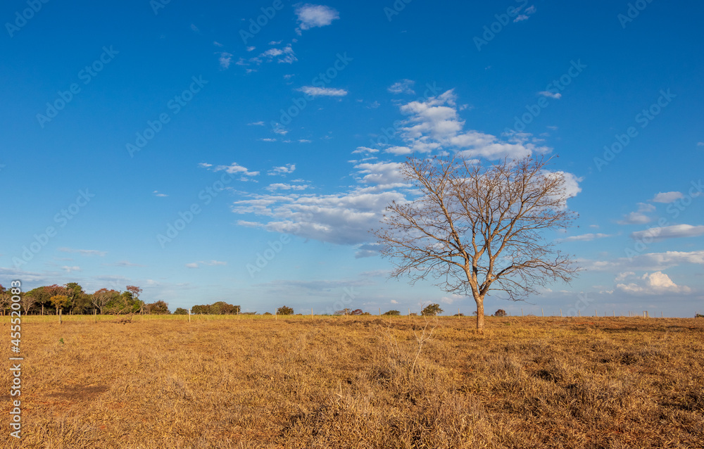 Árvore sem folhas no cerrado seco sob o céu azul em Minas Gerais.