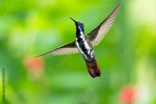 A female Black-throated Mango hummingbird dancing in the air with a blurred background. Bird in flight. Hummingbird hovering.