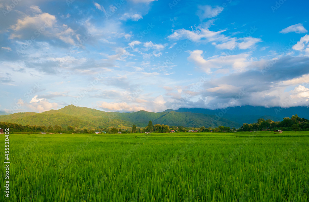 Green fields in the rainy season and blue sky beautiful natural scenery