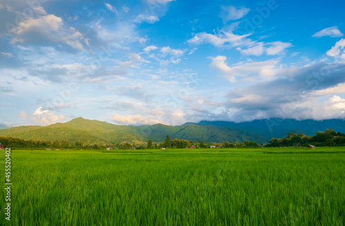 Green fields in the rainy season and blue sky beautiful natural scenery © NONTANUN
