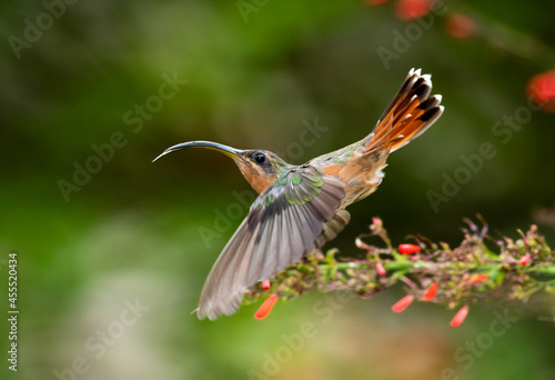 A Rufous-breasted Hermit hummingbird (Glaucis hirsutus) hovering in the air with a bokeh background.  Bird in flight.  © Chelsea Sampson